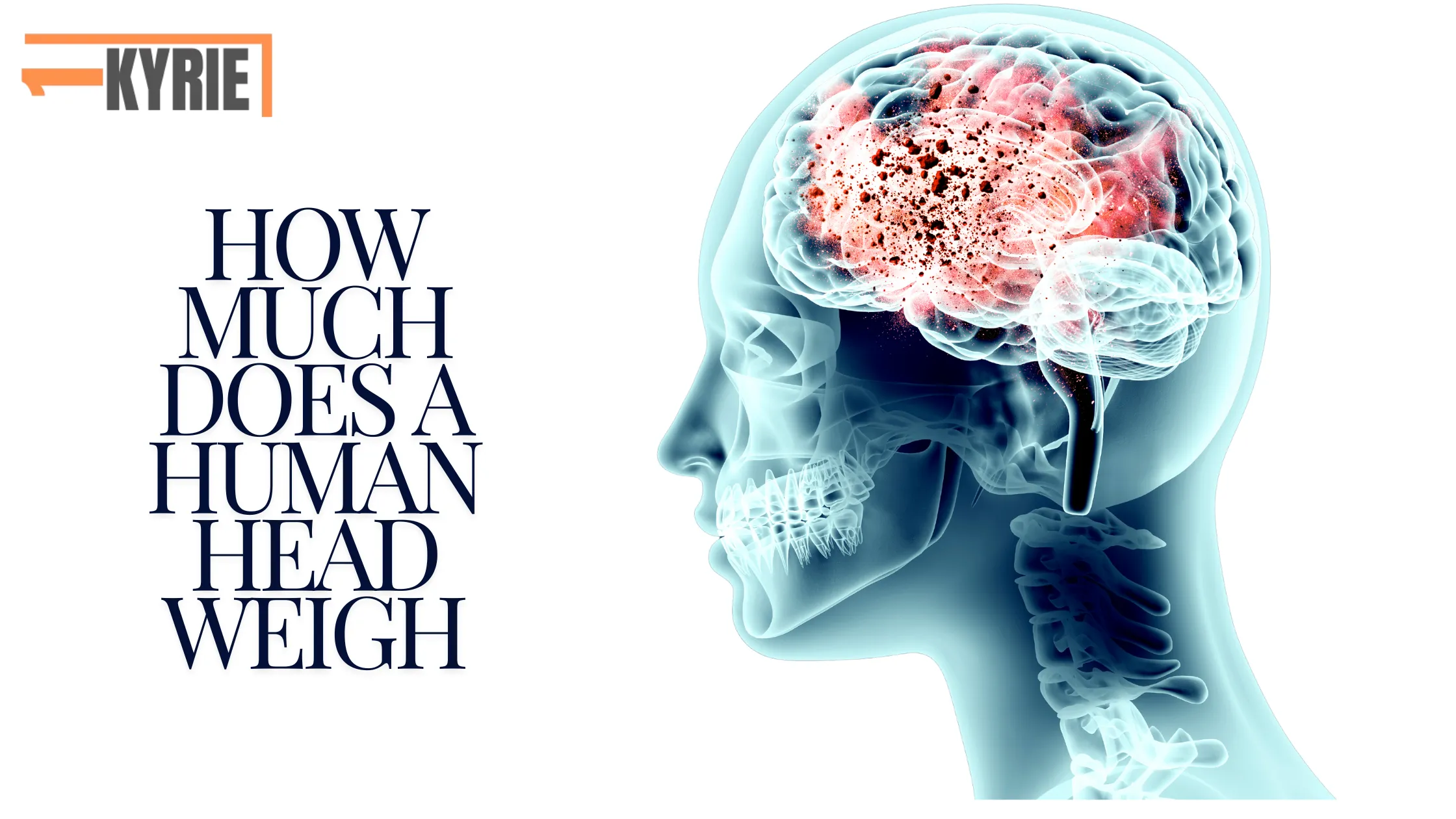 X-ray image of a human head with highlighted brain, alongside the text 'How Much Does a Human Head Weigh.'