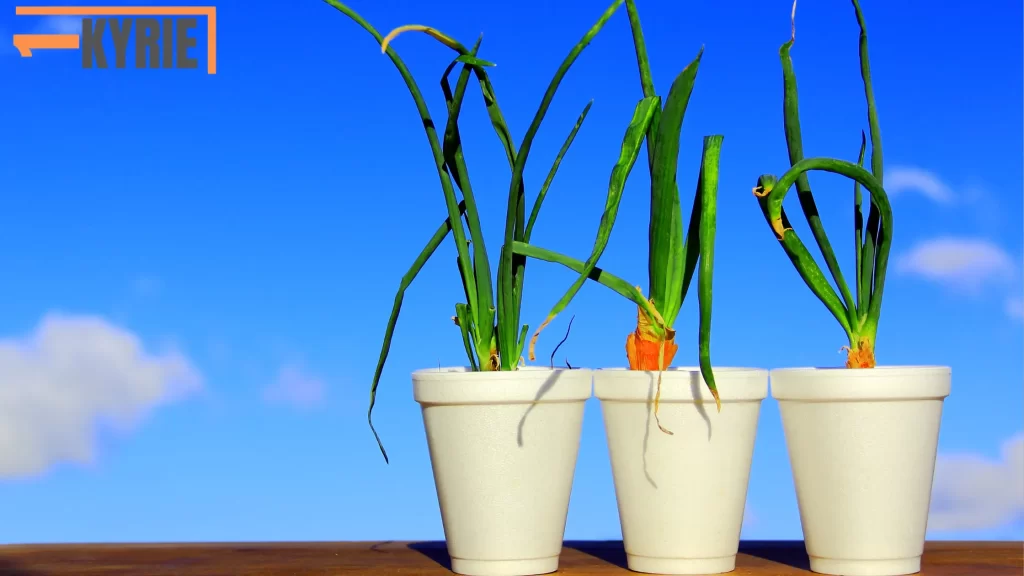 Three Styrofoam cups are used as plant pots with green onion stalks growing from them, set against a bright blue sky. The focus is on the question "Can you recycle Styrofoam?"